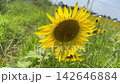 Sunflowers in midsummer 142646884