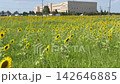 Sunflowers in midsummer 142646885