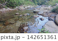 A beautiful stream scene with clear water and lush greenery. 142651361