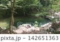 A quiet stream pool surrounded by a forest of fresh greenery 142651363