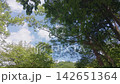 The summer blue sky and clouds seen through the gaps in the trees 142651364
