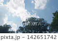 The summer blue sky and clouds seen through the gaps in the trees 142651742