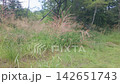 Pampas grass spreads beautifully across the foothills in early autumn. 142651743