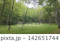 A vast expanse of beautiful, lush green grasslands and forests. 142651744