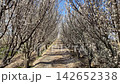 Country road running through a beautiful alley of blooming white trees in full spring blossom. Rows of orchard trees create a natural tunnel casting soft shadows on the dirt path under a clear blue sk 142652338