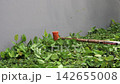 Close-Up of a Lawnmower Cutting Leaves on the Lawn 142655008