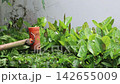 Close-Up of a Lawnmower Cutting Leaves on the Lawn 142655009