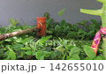 Close-Up of a Lawnmower Cutting Leaves on the Lawn 142655010