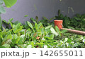 Close-Up of a Lawnmower Cutting Leaves on the Lawn 142655011