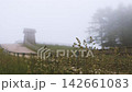 A peaceful, misty hillside landscape; wildflowers sway in the gentle breeze amidst a quiet forest of trees. 142661083