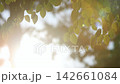 Sunlight filtering through the trees, leaves swaying in the breeze, a relaxing break, a beautiful nature loop, and birdsong ASMR. 142661084