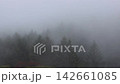 Mysterious, cozy morning mist drifting through dense trees; a peaceful forest landscape filled with silence and tranquility. 142661085
