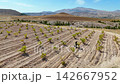 Aerial orbit shot of a vineyard with a worker tending to grapevines, scenic mountain background 142667952
