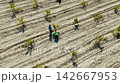 Aerial orbit shot of a vineyard with a worker tending to grapevines 142667953