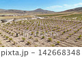 Aerial View of Agricultural Vineyard Rows and Mountain Landscape 142668348