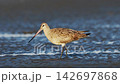 A Foraging Sandpiper (Slow Motion) 142697868