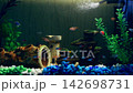 Ornamental fish swim peacefully in a home aquarium. 142698731