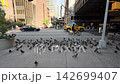 Large flock of pigeons on NYC sidewalk on sunny day 142699407