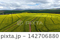 Smooth aerial footage over brilliant flowering canola fields in the Western Cape, South Africa. A colourful rural farmland landscape captured during the canola bloom. 142706880