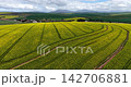 Sweeping drone footage of bright yellow canola fields across the Western Cape, South Africa. An expansive rural agriculture scene showcasing flowering crops and open countryside. 142706881