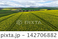 Cinematic aerial footage looking across golden-yellow canola fields in the Western Cape, South Africa. A peaceful rural landscape filled with flowering crops and open farmland. 142706882