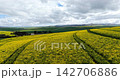 Drone aerial footage of flowering yellow canola farmland in the Western Cape, South Africa. A colourful seasonal landscape of cultivated fields and peaceful countryside. 142706886