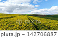 Scenic aerial drone footage of expansive canola fields in full yellow bloom in the Western Cape, South Africa. A vibrant farmland landscape captured during the flowering season. 142706887