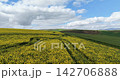 Wide aerial footage of yellow canola fields across the Western Cape, South Africa. A tranquil agricultural landscape showcasing flowering crops, fertile farmland, and open rural scenery. 142706888