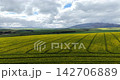 Expansive aerial drone footage over vast yellow canola fields in the Western Cape, South Africa. A striking countryside landscape of flowering farmland and seasonal agricultural colour. 142706889