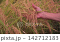 Rice harvest 142712183
