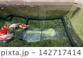 Tamasaba goldfish swimming peacefully in japan clear water aquarium pond stock vdo view happy fresh glass tank display 142717414