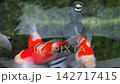 Cheerful orange tamasaba goldfish swim gracefully in clear water outdoor pond japan, creating peaceful serene aquatic green life 142717415