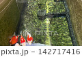 Peaceful tamasaba goldfish swim gracefully serene outdoor farm pond filter system showcasing bright red white japan aquatic water 142717416