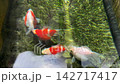 Tamasaba Goldfish Swim Peaceful Clear Water Tank Japan Serene Aquatic Pond Outdoor Green Plant Moss Vibrant Orange White Color 142717417