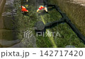 Beautiful graceful tamasaba goldfish swim peaceful in clear green water garden pond with mossy stone japan 142717420