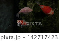 Tamasaba Goldfish Swim Gracefully In Dark Water, Peaceful Japan Aquatic Life Background Displaying Vibrant Colors Calmly 142717423