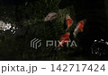 Graceful tamasaba goldfish swim peacefully in dark clear water pond representing serenity, traditional japan culture vibe outdoor 142717424
