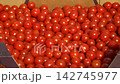 Growing ripe red tomatoes in a modern greenhouse. Organic tomato plants growing in greenhouse interior.  142745977