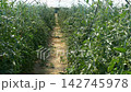 Growing ripe red tomatoes in a modern greenhouse. Organic tomato plants growing in greenhouse interior.  142745978