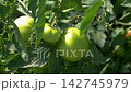 Growing ripe red tomatoes in a modern greenhouse. Organic tomato plants growing in greenhouse interior.  142745979