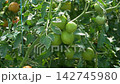Growing ripe red tomatoes in a modern greenhouse. Organic tomato plants growing in greenhouse interior.  142745980