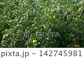 Growing ripe red tomatoes in a modern greenhouse. Organic tomato plants growing in greenhouse interior.  142745981