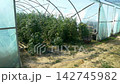 Growing ripe red tomatoes in a modern greenhouse. Organic tomato plants growing in greenhouse interior.  142745982