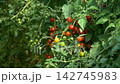 Growing ripe red tomatoes in a modern greenhouse. Organic tomato plants growing in greenhouse interior.  142745983