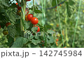 Growing ripe red tomatoes in a modern greenhouse. Organic tomato plants growing in greenhouse interior.  142745984