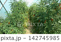 Growing ripe red tomatoes in a modern greenhouse. Organic tomato plants growing in greenhouse interior.  142745985