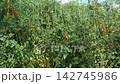 Growing ripe red tomatoes in a modern greenhouse. Organic tomato plants growing in greenhouse interior.  142745986