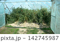 Growing ripe red tomatoes in a modern greenhouse. Organic tomato plants growing in greenhouse interior.  142745987