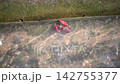 Crayfish in an irrigation ditch 142755377