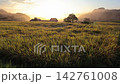 朝日に輝く実った田んぼと日本の田舎風景 142761008
